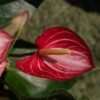 Anturio Holandes flor vivero Harmony valle del cauca colombia