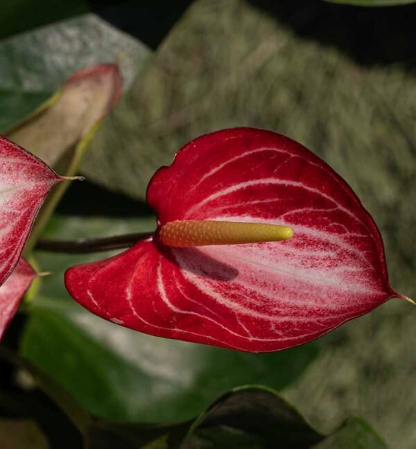 Anturio Holandes flor vivero Harmony valle del cauca colombia Anturio Holandes flor vivero Harmony valle del cauca colombia
