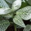 Planta Fitonia del vivero Harmony distribuidor de plantas y creador de paisajismos con sitio en el valle del cauca y colombia