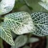 Planta Fitonia