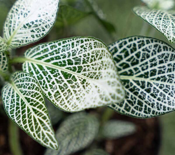 Planta Fitonia del vivero Harmony distribuidor de plantas y creador de paisajismos en el valle del cauca y colombia Planta Fitonia