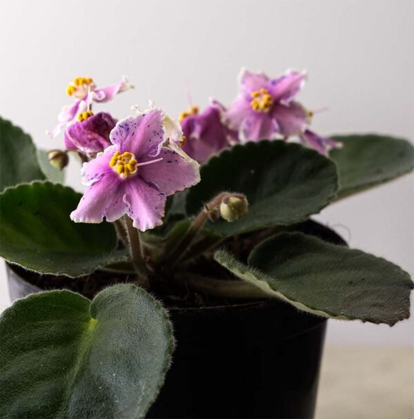 Planta Violeta Africana Rosada del vivero Harmony distribuidor y creador de paisajismos en el valle del cauca, cali - colombia