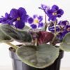 Planta Violeta Africana del vivero Harmony distribuidor, decorador de espacios con plantas y paisajismos en el valle del cauca