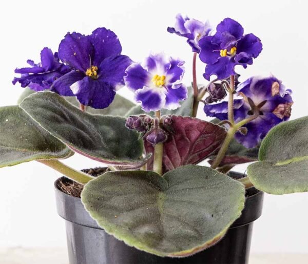 Planta Violeta Africana del vivero Harmony distribuidor, decorador de espacios con plantas y paisajismos en el valle del cauca Planta Violeta Africana del vivero Harmony distribuidor, decorador de espacios con plantas y paisajismos en el valle del cauca