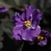 Planta Violeta Africana del vivero Harmony distribuidor y paisajismos en el valle del cauca colombia