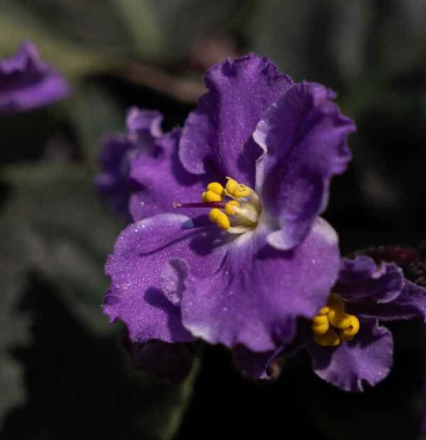Planta Violeta Africana del vivero Harmony distribuidor y paisajismos en el valle del cauca colombia Planta Violeta Africana del vivero Harmony distribuidor y paisajismos en el valle del cauca colombia