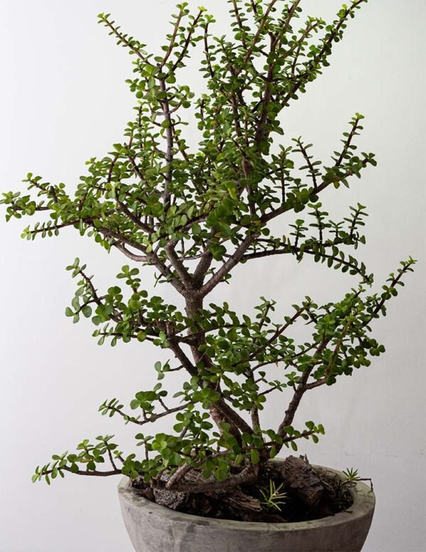 Bonsai de Jade del vivero Harmony ubicado en todo el valle del cauca, buga y cali y toda colombia, distribuidor de plantas y diseñador de paisajismos Bonsai de Jade del vivero Harmony ubicado en todo el valle del cauca, buga y cali y toda colombia, distribuidor de plantas y diseñador de paisajismos