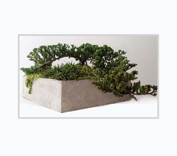 Bonsai de Pino Rastrero del vivero Harmony ubicado en el valle del cauca, buga y cali y todo colombia, distribuidores de plantas y diseñadores de paisajismos Bonsái de Pino Rastrero del vivero Harmony ubicado en el valle del cauca, buga y cali y todo colombia, distribuidores de plantas y diseñadores de paisajismos