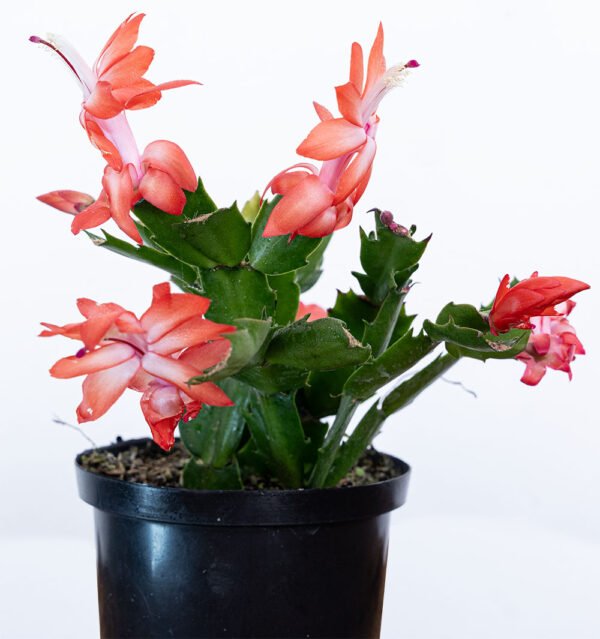 Cactus Navideño del Vivero Harmony ubicado en todo el valle del cauca, buga y cali y todo colombia, distribuidores de plantas Cactus Navideño del Vivero Harmony ubicado en todo el valle del cauca, buga y cali y todo colombia, distribuidores de plantas