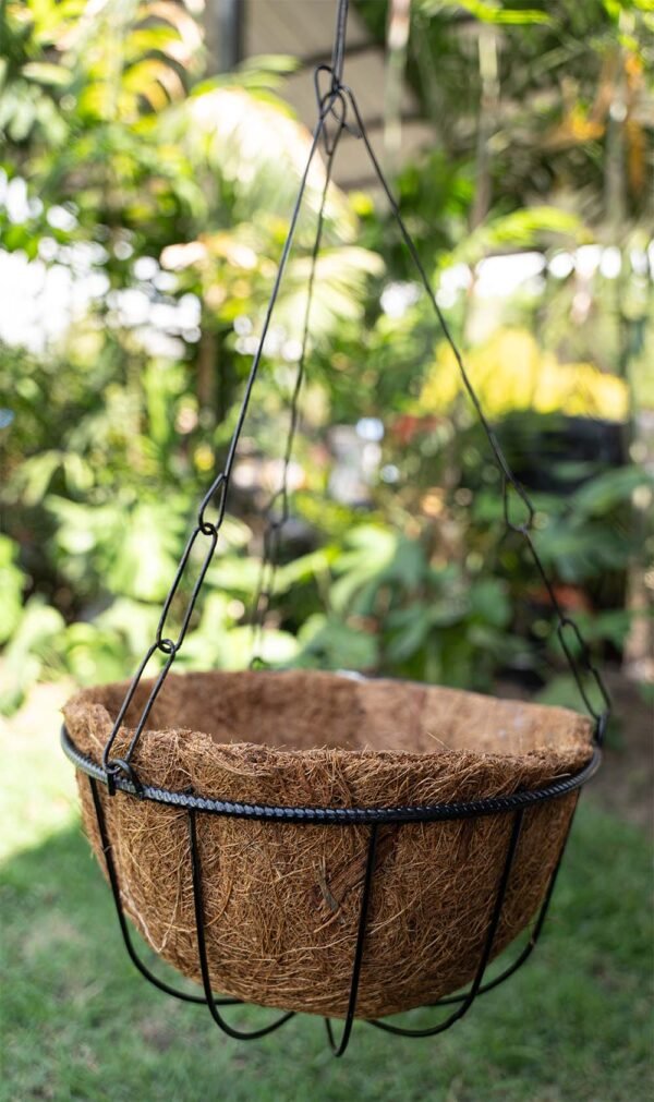 Canasta para colgar Plantas del Vivero Harmony ubicado en todo el valle del cauca, buga y cali y todo colombia, distribuidores de plantas Canasta para colgar Plantas del Vivero Harmony ubicado en todo el valle del cauca, buga y cali y todo colombia, distribuidores de plantas