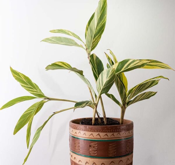 La Planta Ginger Variegada del vivero Harmony ubicado en todo el valle del cauca, buga y cali y toda colombia, es un distribuidor de plantas y diseñador de paisajismos La Planta Ginger Variegada del vivero Harmony ubicado en todo el valle del cauca, buga y cali y toda colombia, es un distribuidor de plantas y diseñador de paisajismos