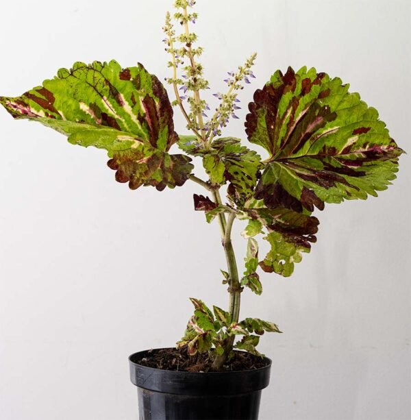 La Planta Gitana Amarilla Hoja Grande del Vivero Harmony ubicado en todo el valle del cauca, buga y cali y todo colombia, distribuidores de plantas y diseñadores de paisajismos La Planta Gitana Amarilla Hoja Grande del Vivero Harmony ubicado en todo el valle del cauca, buga y cali y todo colombia, distribuidores de plantas y diseñadores de paisajismos