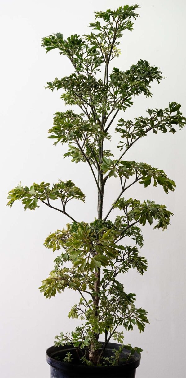 La Planta Iman Crespo del Vivero Harmony ubicado en todo el valle del cauca, buga y cali y todo colombia, distribuidores de plantas y diseñadores de paisajismos La Planta Imán Crespo del Vivero Harmony ubicado en todo el valle del cauca, buga y cali y todo colombia, distribuidores de plantas y diseñadores de paisajismos