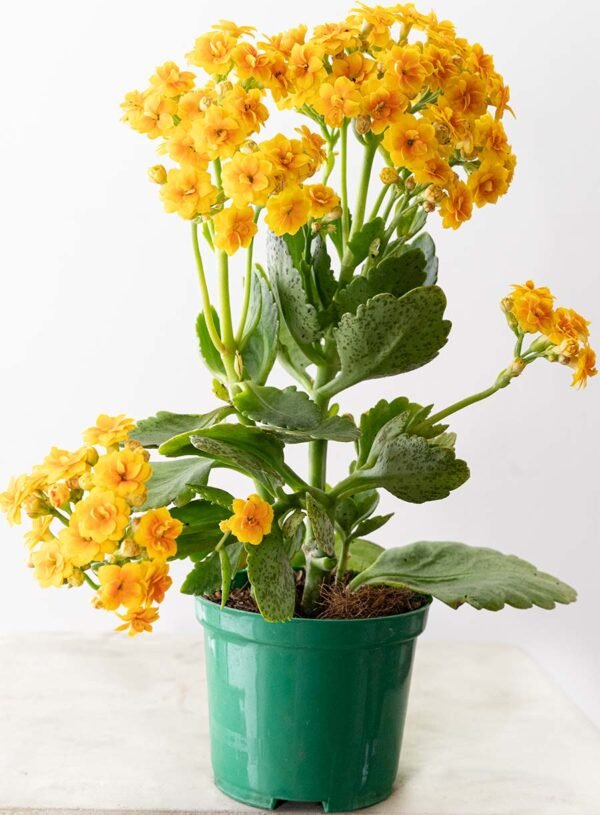 La Planta de Flor Kalanchoe Amarilla del Vivero Harmony ubicado en todo el valle del cauca, buga y cali y todo colombia, distribuidores de plantas y diseñadores de paisajismos La Planta de Flor Kalanchoe Amarilla del Vivero Harmony ubicado en todo el valle del cauca, buga y cali y todo colombia, distribuidores de plantas y diseñadores de paisajismos