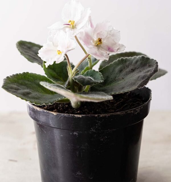 Planta Africana Blanca del vivero Harmony ubicado en todo el valle del cauca, buga y cali, es un distribuidor de plantas y diseñador de paisajismos Planta Africana Blanca del vivero Harmony ubicado en todo el valle del cauca, buga y cali, es un distribuidor de plantas y diseñador de paisajismos