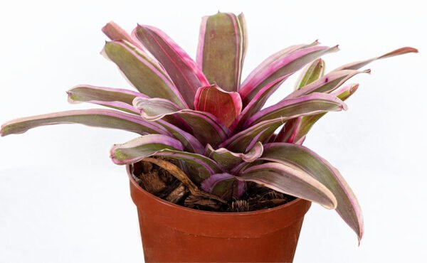 Planta Bromelia de Sol del Vivero Harmony ubicado en todo el valle del cauca, buga y cali y todo colombia, distribuidores de plantas Planta Bromelia de Sol del Vivero Harmony ubicado en todo el valle del cauca, buga y cali y todo colombia, distribuidores de plantas