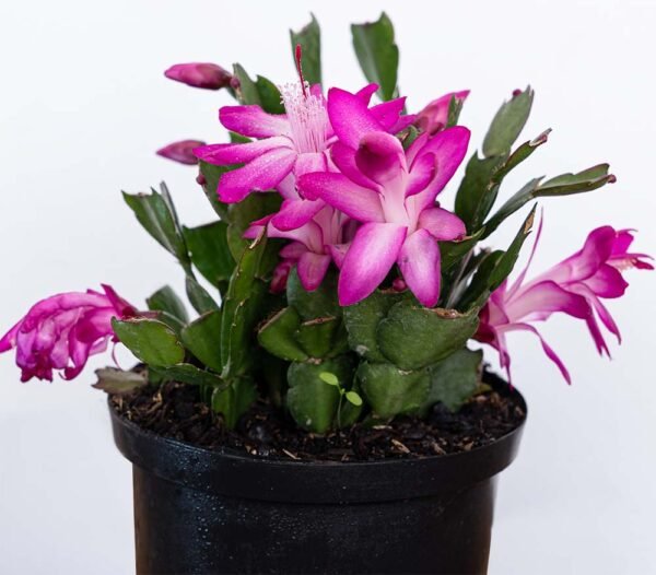 Planta Cactus Navideño Fucsia del Vivero Harmony ubicado en todo el valle del cauca, buga y cali y todo colombia, distribuidores de plantas Planta Cactus Navideño Fucsia del Vivero Harmony ubicado en todo el valle del cauca, buga y cali y todo colombia, distribuidores de plantas