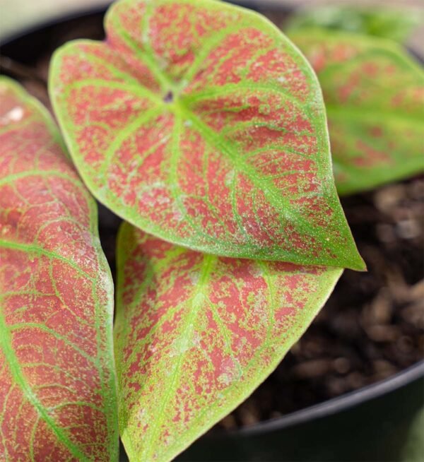 Planta Caladium del vivero Harmony ubicado en todo el valle del cauca, buga y cali y todo colombia, distribuidores de plantas y diseñadores de paisajismos Planta Caladium del vivero Harmony ubicado en todo el valle del cauca, buga y cali y todo colombia, distribuidores de plantas y diseñadores de paisajismos