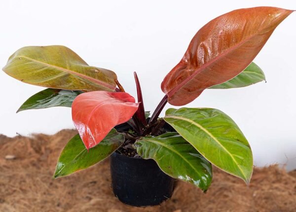 Planta Congo Naranja o Filodendro Prince of Orange del Vivero Harmony ubicado en todo el valle del cauca y todo colombia, distribuidores de plantas Planta Congo Naranja o Filodendro Prince of Orange del Vivero Harmony ubicado en todo el valle del cauca y todo colombia, distribuidores de plantas