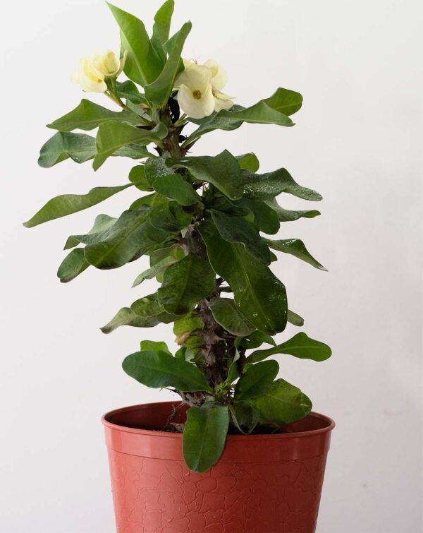 Planta Corona de Cristo Euphorbia Mili del Vivero Harmony ubicado en todo el valle del cauca, buga y cali y todo colombia, distribuidores de plantas y diseñadores de paisajismos Planta Corona de Cristo Euphorbia Mili del Vivero Harmony ubicado en todo el valle del cauca, buga y cali y todo colombia, distribuidores de plantas y diseñadores de paisajismos