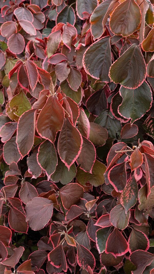 Planta Croto Costeño del Vivero Harmony ubicado en todo el valle del cauca y todo colombia, distribuidores de plantas e insumos para jardines Planta Croto Costeño del Vivero Harmony ubicado en todo el valle del cauca y todo colombia, distribuidores de plantas e insumos para jardines