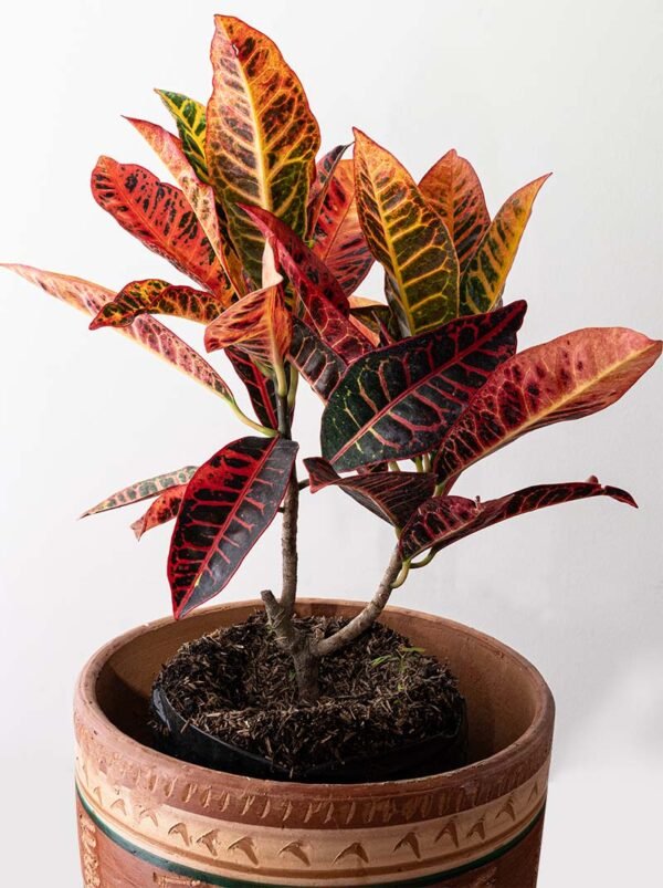 Planta Croto Victoria del Vivero Harmony ubicado en todo el valle del cauca, buga y cali y todo colombia, distribuidores de plantas y diseñadores de paisajismos Planta Croto Victoria del Vivero Harmony ubicado en todo el valle del cauca, buga y cali y todo colombia, distribuidores de plantas y diseñadores de paisajismos