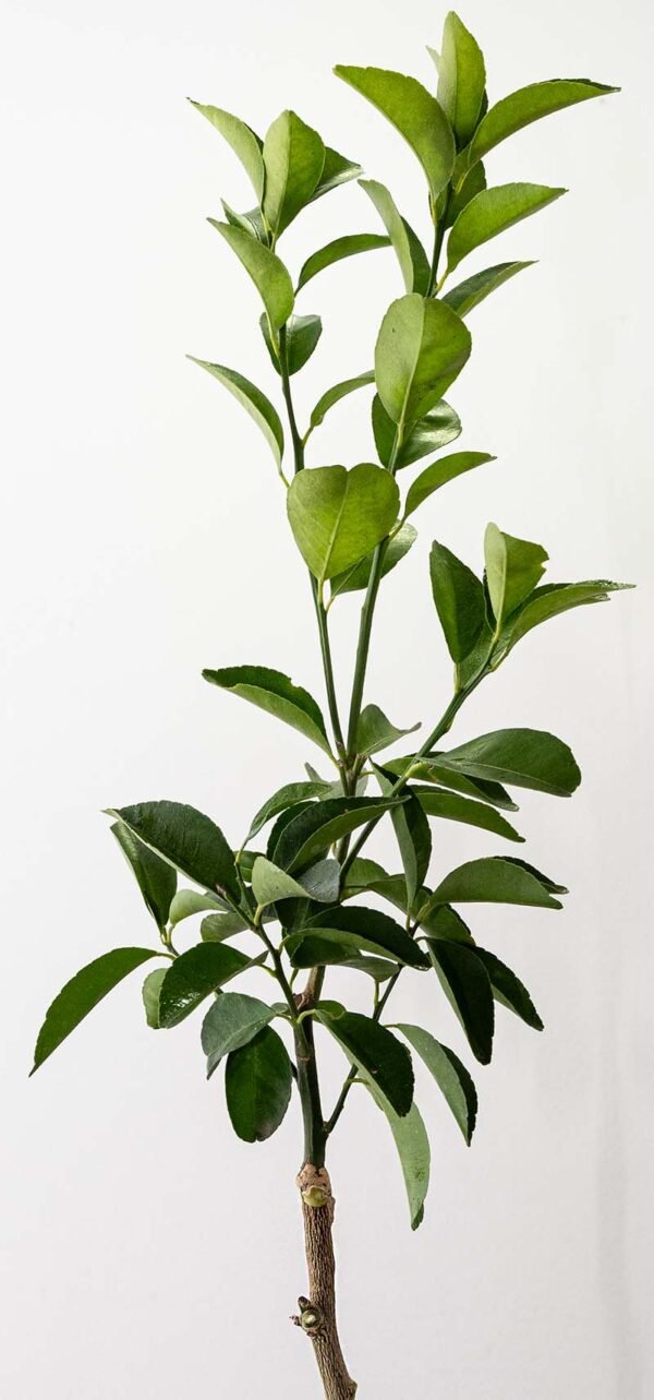 Planta Frutal Mandarina Arrallana del Vivero Harmony ubicado en todo el valle del cauca, buga y cali y todo colombia, distribuidores de plantas y diseñadores de paisajismos Planta Frutal Mandarina Arrallana del Vivero Harmony ubicado en todo el valle del cauca, buga y cali y todo colombia, distribuidores de plantas y diseñadores de paisajismos