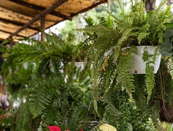 Planta Helechos Bostón Canasta o Nephrolepis Exaltata del Vivero Harmony ubicado en todo el valle del cauca y todo colombia, distribuidores de plantas e insumos para jardines Planta Helechos Bostón Canasta o Nephrolepis Exaltata del Vivero Harmony ubicado en todo el valle del cauca y todo colombia, distribuidores de plantas e insumos para jardines