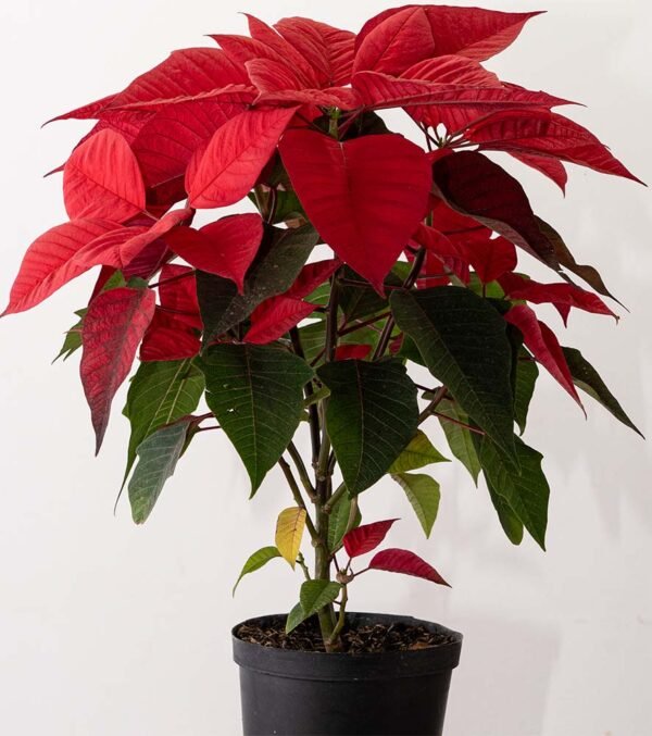 Planta La Poinsettia y su floración navideña del vivero Harmony ubicado en todo el valle del cauca y colombia, es un distribuidor de plantas, decoración y paisajismos Planta La Poinsettia y su floración navideña del vivero Harmony ubicado en todo el valle del cauca y colombia, es un distribuidor de plantas, decoración y paisajismos