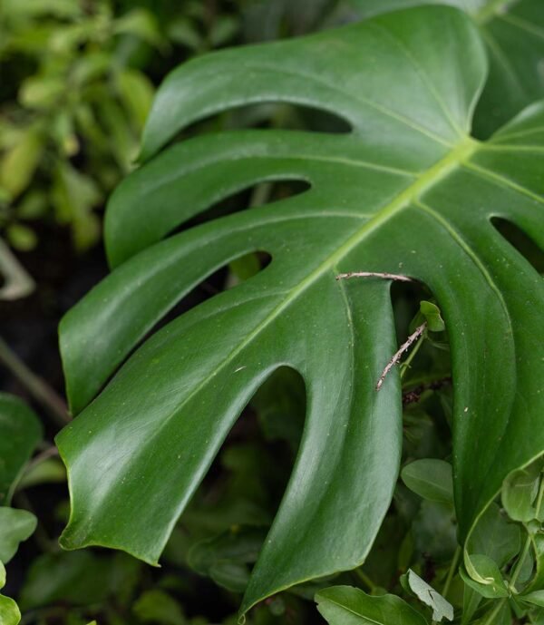 Planta Mostera Hoja rota es del vivero Harmony ubicado en todo el valle del cauca, buga y cali, es un distribuidor de plantas y diseñador de paisajismos Planta Mostera Hoja rota es del vivero Harmony ubicado en todo el valle del cauca, buga y cali, es un distribuidor de plantas y diseñador de paisajismos