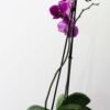Planta Orquídea Phalaenopsis Morada del vivero Harmony ubicado en todo el valle del cauca, buga y cali, colombia, es un distribuidor de plantas, decoración y paisajismos
