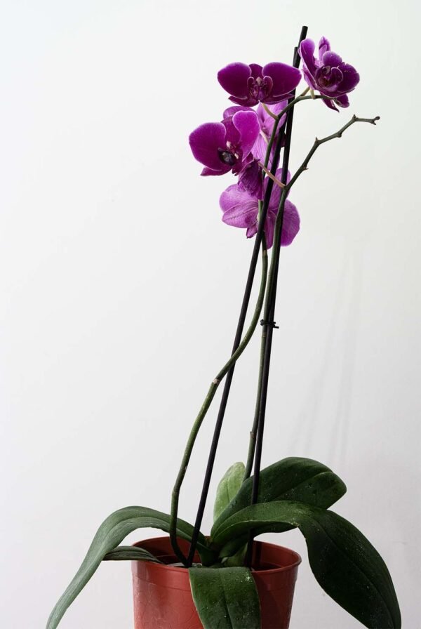 Planta Orquídea Phalaenopsis Morada del vivero Harmony ubicado en todo el valle del cauca, buga y cali, colombia, es un distribuidor de plantas, decoración y paisajismos