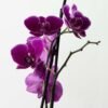 Planta Orquídea Phalaenopsis Morada del vivero Harmony ubicado en todo el valle del cauca, buga y cali, colombia, es un distribuidor de plantas, decoración y paisajismos naturales