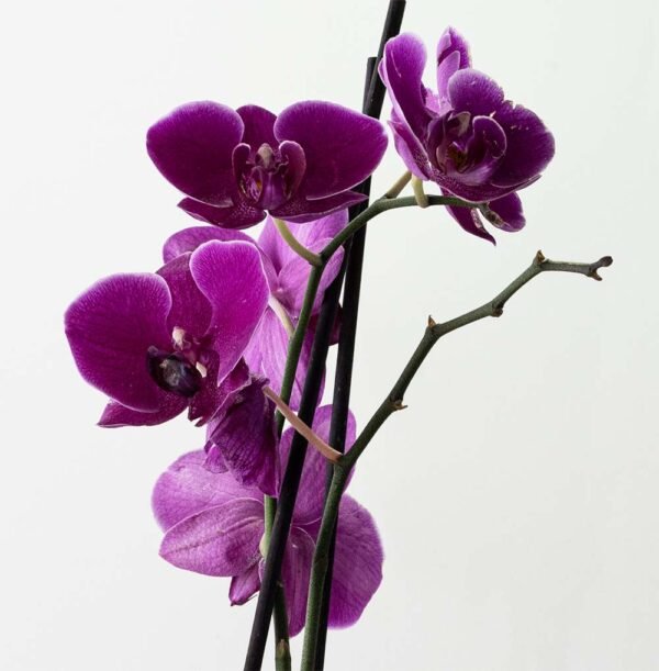 Planta Orquídea Phalaenopsis Morada del vivero Harmony ubicado en todo el valle del cauca, buga y cali, colombia, es un distribuidor de plantas, decoración y paisajismos naturales