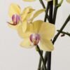 Planta Orquídea Phalaenopsis del vivero Harmony ubicado en todo el valle del cauca, buga y cali, colombia, es un distribuidor de plantas y diseñador de paisajismos