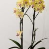 Planta Orquídea Phalaenopsis del vivero Harmony ubicado en todo el valle del cauca, buga y cali, colombia, es un distribuidor de plantas y diseñador de paisajismos