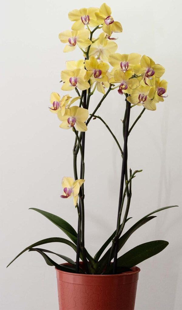 Planta Orquídea Phalaenopsis del vivero Harmony ubicado en todo el valle del cauca, buga y cali, colombia, es un distribuidor de plantas y diseñador de paisajismos
