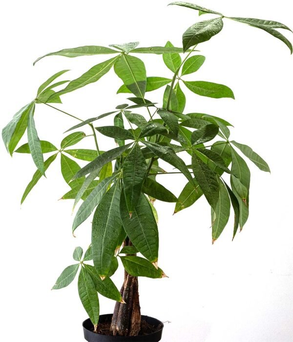 Planta Pachira del vivero Harmony ubicado en todo el valle del cauca, buga y cali, colombia, es un distribuidor de plantas, decoración y paisajismos naturales Planta Pachira del vivero Harmony ubicado en todo el valle del cauca, buga y cali, colombia, es un distribuidor de plantas, decoración y paisajismos naturales