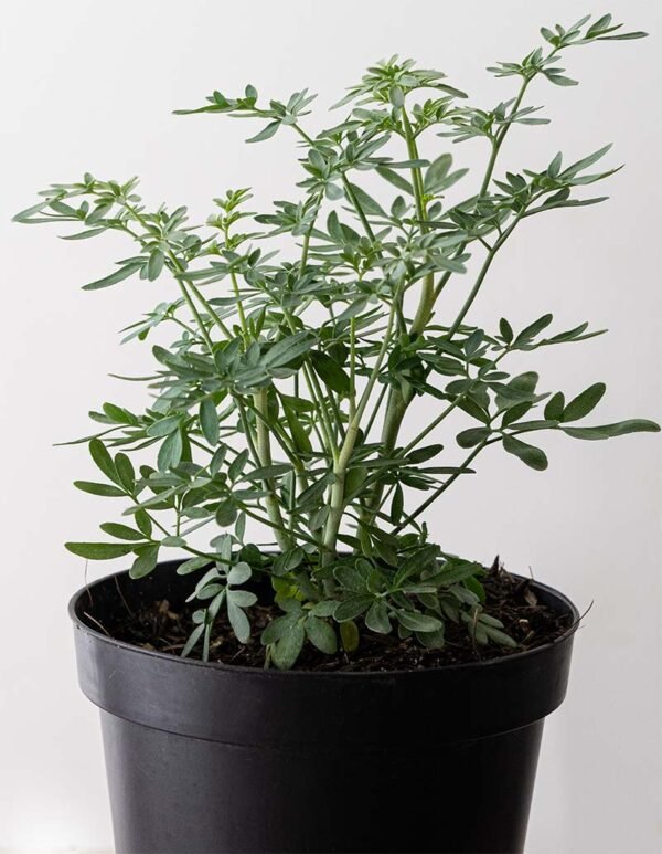 Planta Ruda o Planta Aromatica del Vivero Harmony ubicado en todo el valle del cauca, buga y cali y todo colombia, distribuidores de plantas y diseñadores de paisajismos Planta Ruda o Planta Aromática del Vivero Harmony ubicado en todo el valle del cauca, buga y cali y todo colombia, distribuidores de plantas y diseñadores de paisajismos