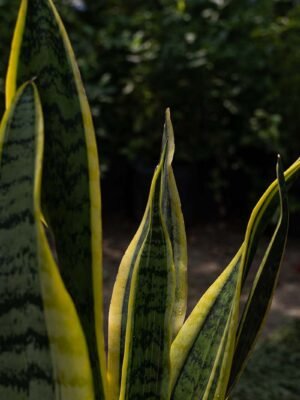 Planta Sansevieria del Vivero Harmony ubicado en todo el valle del cauca, buga y cali y todo colombia, distribuidores de plantas y diseñadores de paisajismos