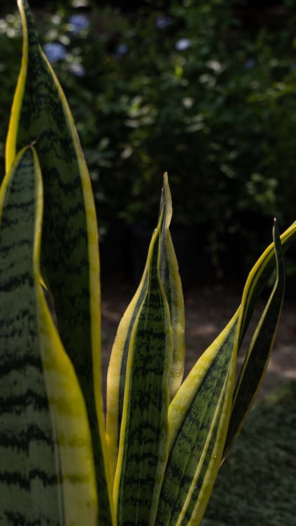 Planta Sansevieria del Vivero Harmony ubicado en todo el valle del cauca, buga y cali y todo colombia, distribuidores de plantas y diseñadores de paisajismos Planta Sansevieria del Vivero Harmony ubicado en todo el valle del cauca, buga y cali y todo colombia, distribuidores de plantas y diseñadores de paisajismos