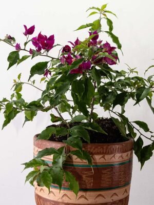 Planta Veranera Carnauva o Bougainvillea del Vivero Harmony ubicado en todo el valle del cauca, buga y cali y todo colombia, distribuidores de plantas