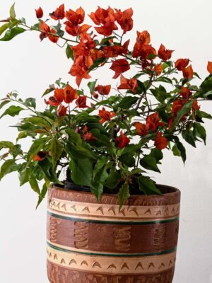 Planta Veranera Rojo Fuego o Bougainvillea del Vivero Harmony ubicado en todo el valle del cauca, buga y cali y todo colombia, distribuidores de plantas