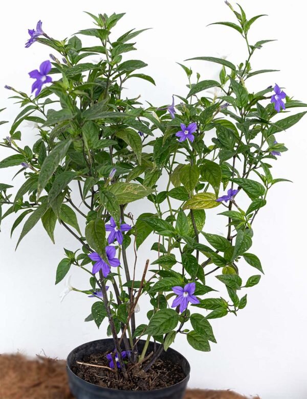 Planta de Flor Alondra Morada o Corydalis solidaEs del Vivero Harmony ubicado en todo el valle del cauca, buga y cali y todo colombia, distribuidores de plantas Planta de Flor Alondra Morada o Corydalis solidaEs del Vivero Harmony ubicado en todo el valle del cauca, buga y cali y todo colombia, distribuidores de plantas