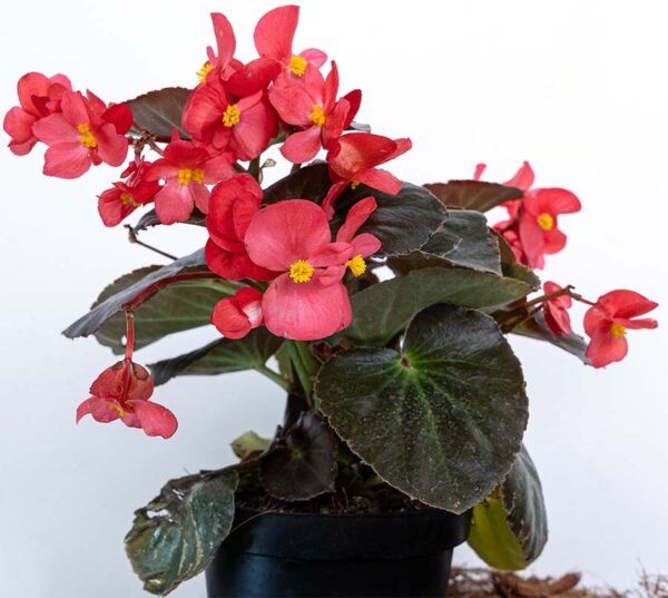 Planta de Flor Begonia Big del Vivero Harmony ubicado en todo el valle del cauca, buga y cali y todo colombia, distribuidores de plantas Planta de Flor Begonia Big del Vivero Harmony ubicado en todo el valle del cauca, buga y cali y todo colombia, distribuidores de plantas