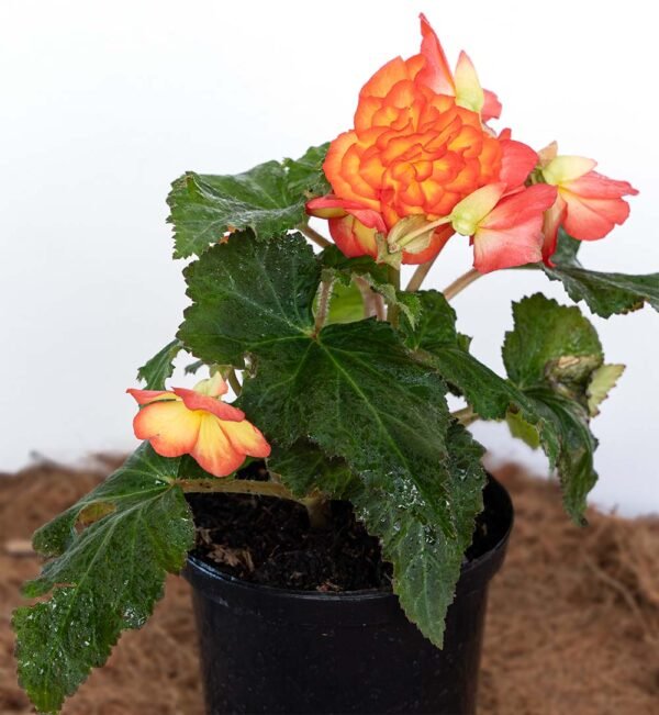 Planta de Flor Begonia Elatior Naranja del Vivero Harmony ubicado en todo el valle del cauca, buga y cali y todo colombia, distribuidores de plantas Planta de Flor Begonia Elatior Naranja del Vivero Harmony ubicado en todo el valle del cauca, buga y cali y todo colombia, distribuidores de plantas