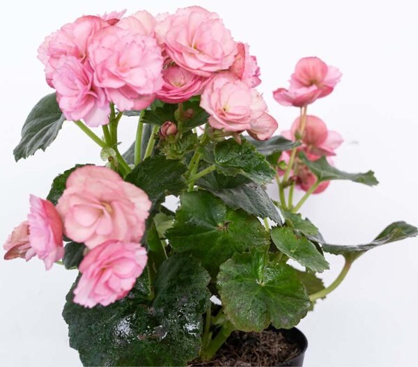 Planta de Flor Begonia Elatior Rosada del Vivero Harmony ubicado en todo el valle del cauca, buga y cali y todo colombia, distribuidores de plantas Planta de Flor Begonia Elatior Rosada del Vivero Harmony ubicado en todo el valle del cauca, buga y cali y todo colombia, distribuidores de plantas