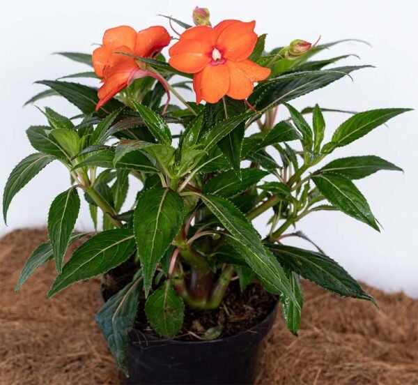 Planta de Flor Besito Guinea Naranja del Vivero Harmony ubicado en todo el valle del cauca, buga y cali y todo colombia, distribuidores de plantas Planta de Flor Besito Guinea Naranja del Vivero Harmony ubicado en todo el valle del cauca, buga y cali y todo colombia, distribuidores de plantas