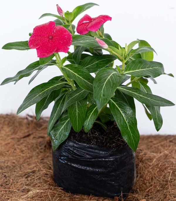 Planta de Flor Besito Vinca Rojo del Vivero Harmony ubicado en todo el valle del cauca, buga y cali y todo colombia, distribuidores de plantas Planta de Flor Besito Vinca Rojo del Vivero Harmony ubicado en todo el valle del cauca, buga y cali y todo colombia, distribuidores de plantas
