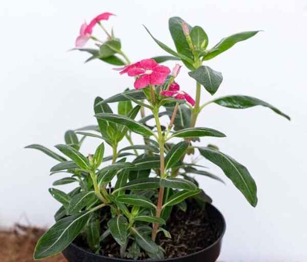 Planta de Flor Besito Vinca del Vivero Harmony ubicado en todo el valle del cauca, buga y cali y todo colombia, distribuidores de plantas Planta de Flor Besito Vinca del Vivero Harmony ubicado en todo el valle del cauca, buga y cali y todo colombia, distribuidores de plantas